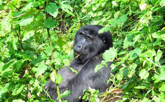 Is Gorilla Trekking in Africa Good for Conservation?