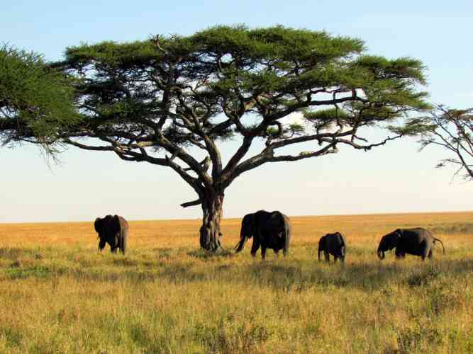 Budgeting Tips for African Safaris How to Save on Safaris Budget Travel Advice