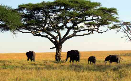 Budgeting for Safaris 101 - how to travel Africa on a budget