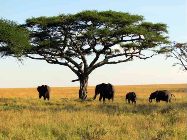 Elephant on African safari