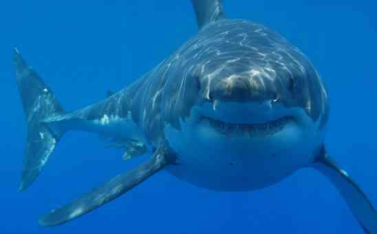 Great White Shark Diving in Cape Town: Gansbaai Cage Dive