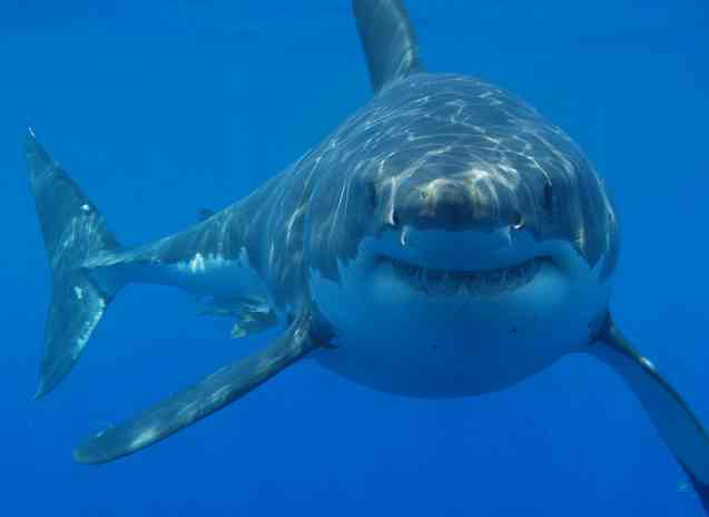 Great White Shark Cage Diving