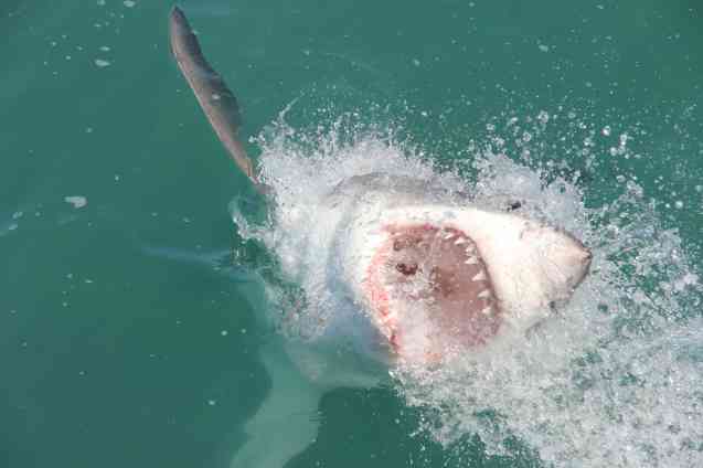 Shark Diving in Gansbaai 