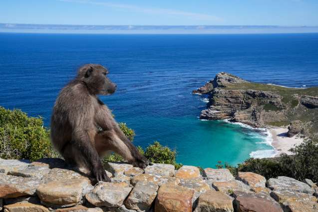 Visit Cape Point