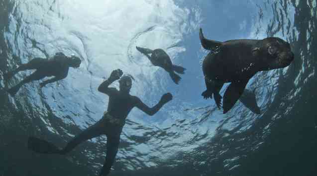 Best Things to do in Cape Town - Seal swim