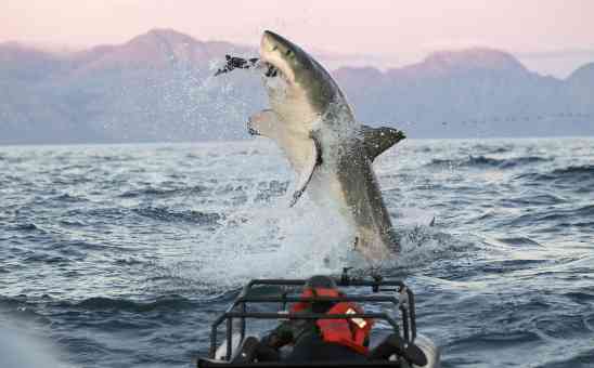 The Marine Big 5 Animals of South Africa - the Capes Top Sea Life