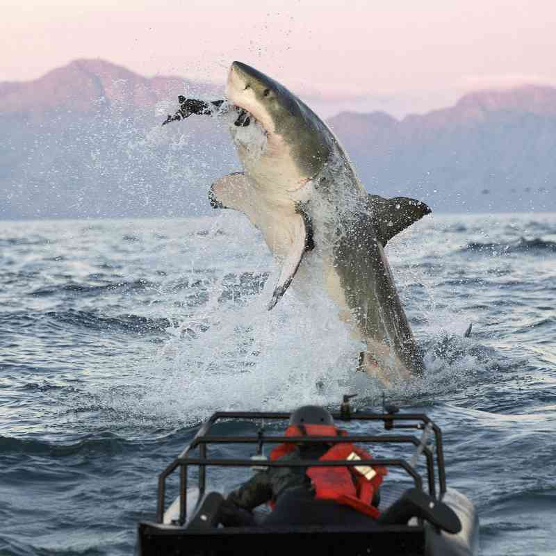 Marine Big 5 Animals South Africa�s Top Sea Life Marine Big 5 Animals South Africa�s Top Sea Life