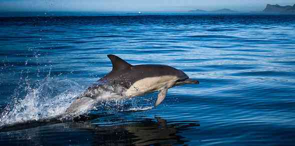 The Marine Big 5 - South Africa's Top Sea Life