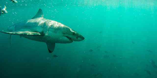 Town And Country Insurance >> The Marine Big 5 - South Africa's Top Sea Life Town And Country Insurance >> The Marine Big 5 - South Africa's Top Sea Life