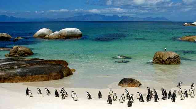 Penguins of South Africa