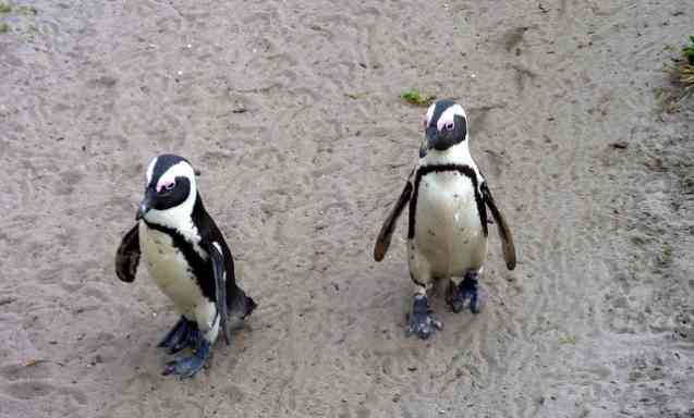 South Africa safari cost, penguins