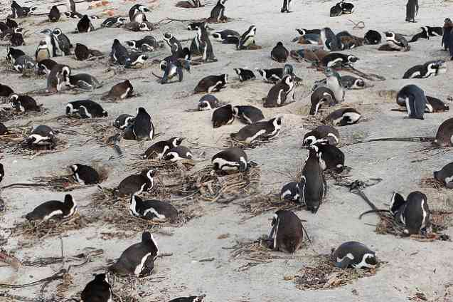 African Penguins in Cape Town