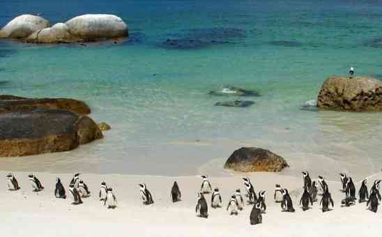Discover Boulders Beach in Cape Town - The Best Place to See Penguins