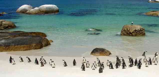 Penguins at Boulders Beach