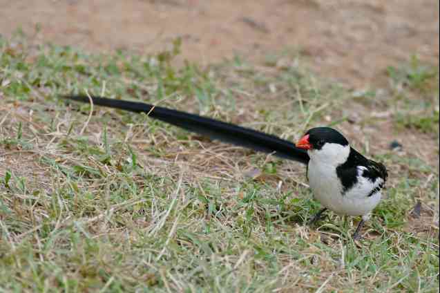 Pin-tailed Whydah, Bontebok Park