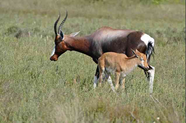 Bontebok mother & calf