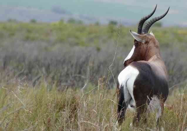 Bontebok National Park bontebok