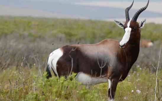 Is Bontebok (the smallest national park in South Africa) worth a visit?