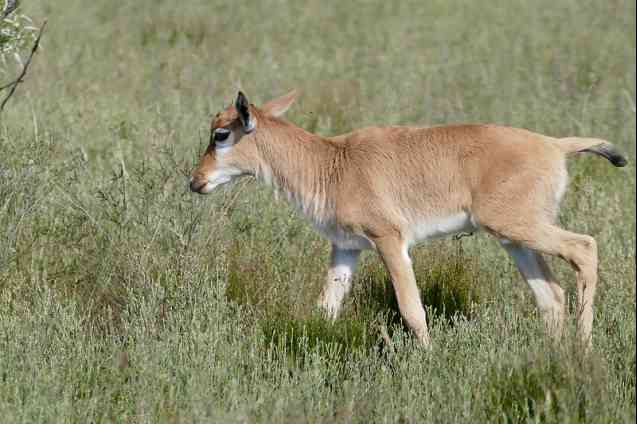 Bontebok young, Bontebok