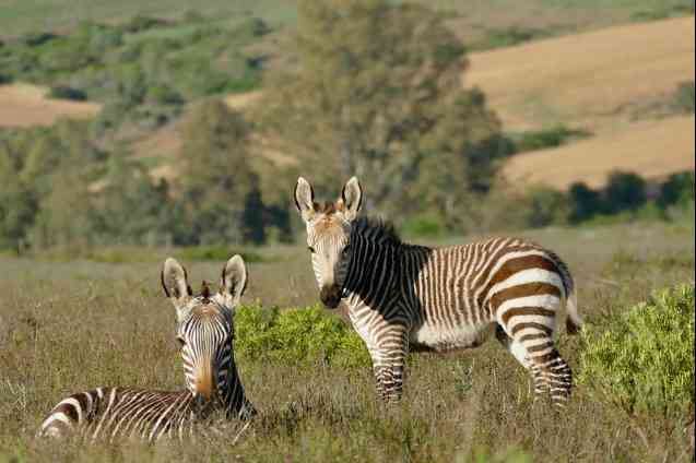 Cape mountain zebras in Bontebok Park