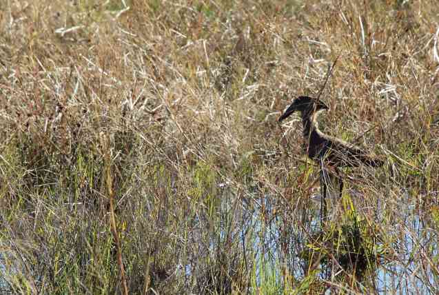 Hammerkop