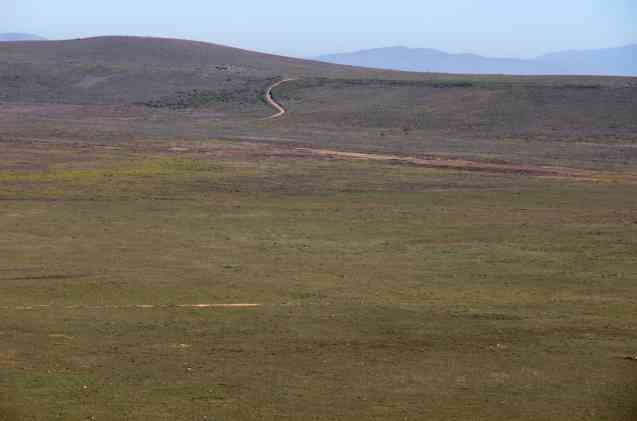 Bontebok landscape
