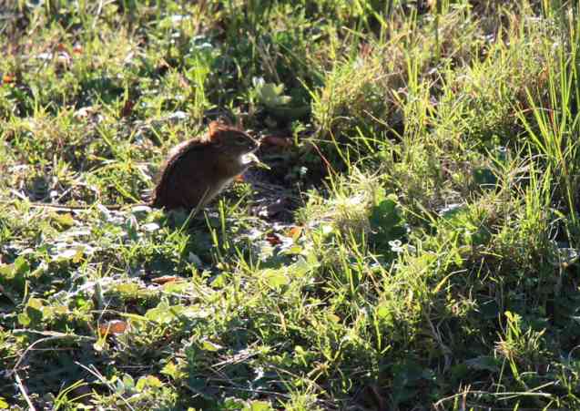 Field mouse