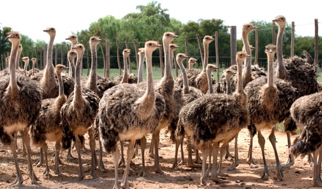 Ostriches, Oudtshoorn