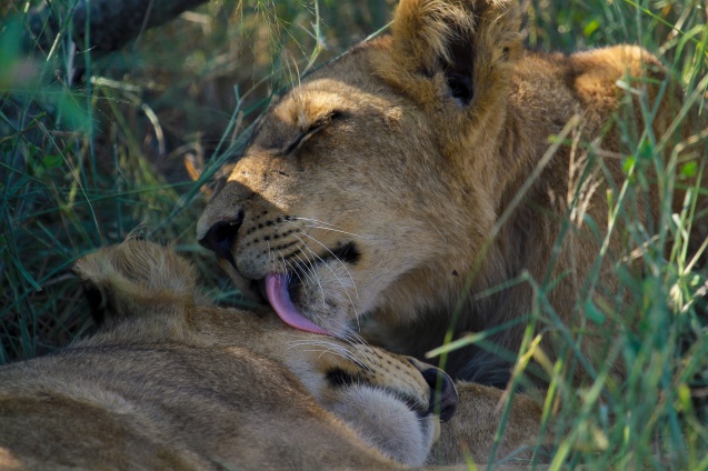 Grooming, Kruger