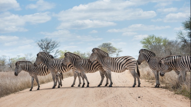 Zebra crossing, Kruger