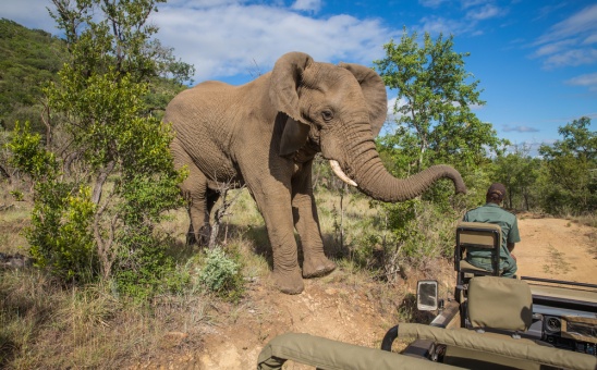 Why Visit South Africa & Namibia on Your African Safari?