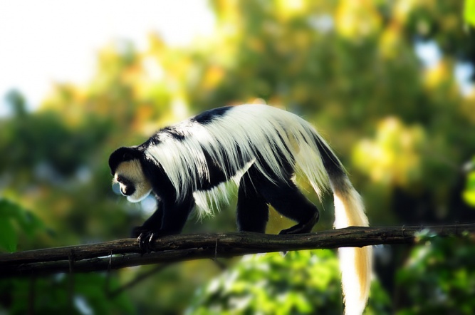 Colobus Monkey, Nairobi National Park