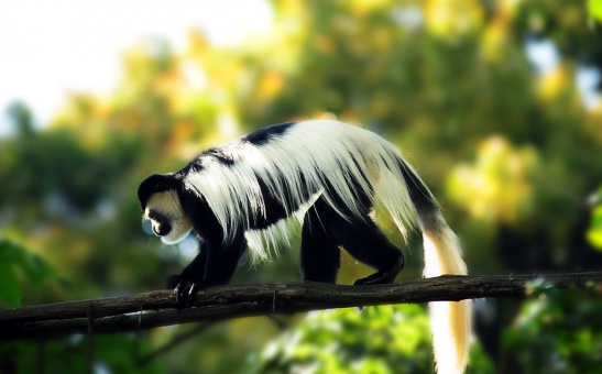 Colobus Monkey, Nairobi National Park