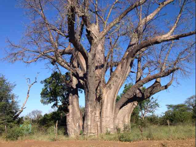 Ancient baobab in Zimbabwe