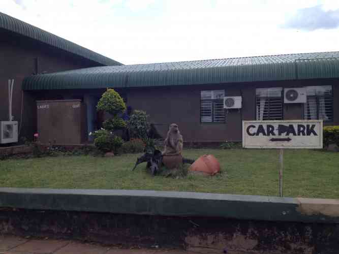 Baboon at Customs in Zimbabwe