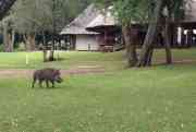 A'Zambezi warthog