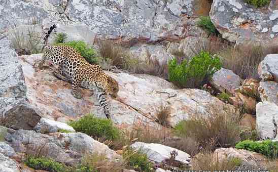 Are there wild leopards in the Western Cape of South Africa?