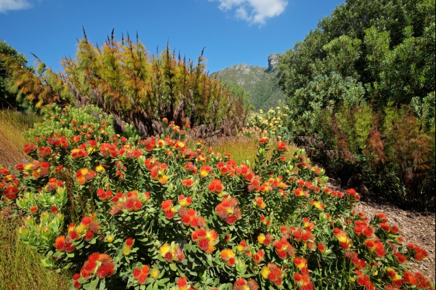 Indigenous flowers, Kirstenbosch