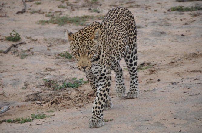 Leopard, Klaserie in Greater Kruger