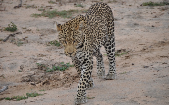 Leopard, Klaserie in Greater Kruger