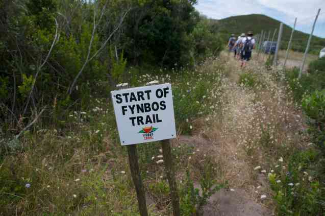 Fynbos in South Africa
