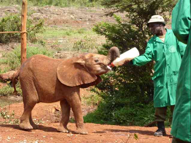 Sheldrick Wildlife Trust, Nairobi