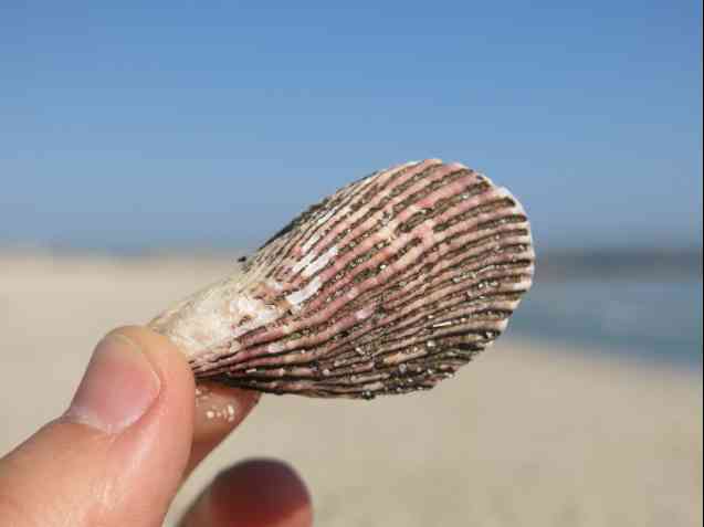 Shell on Cape beach