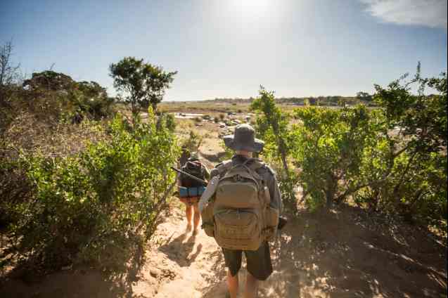 Guided walking safari