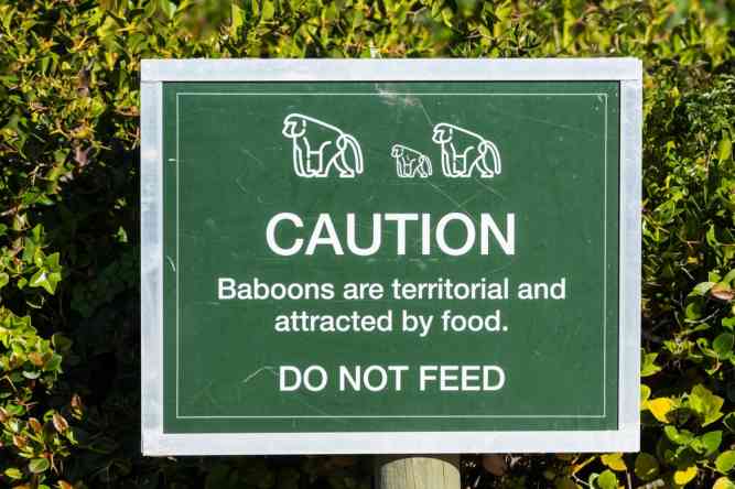 Do not feed the baboons, South Africa
