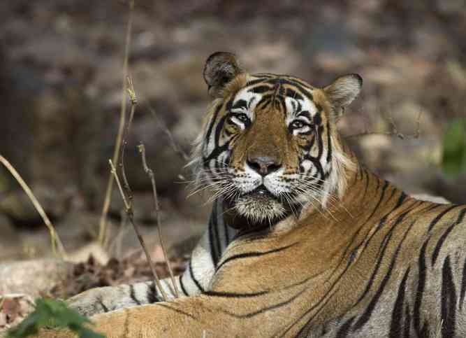 Male Tiger