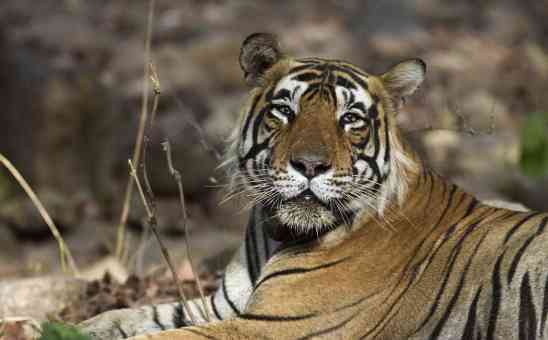 I want to see a tiger in Africa! and other dilemmas for the diplomatic safari guide