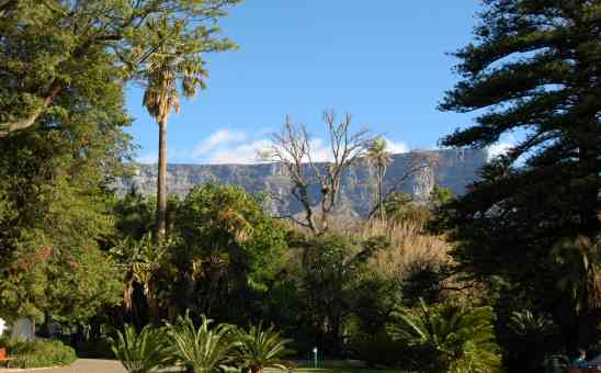 9 Reasons to Visit the Company Gardens in Cape Town​: from Art to Stars and Squirrels