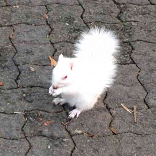 Albino squirrel