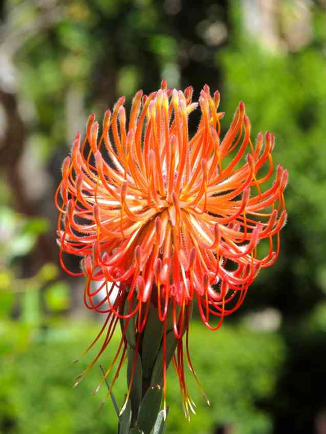 Protea, Company Gardens